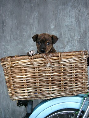  Hot dog in a basket